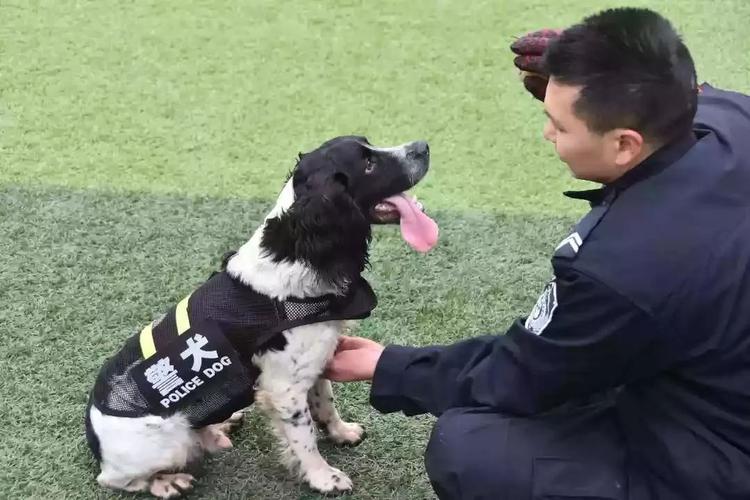 训练狗 贵阳