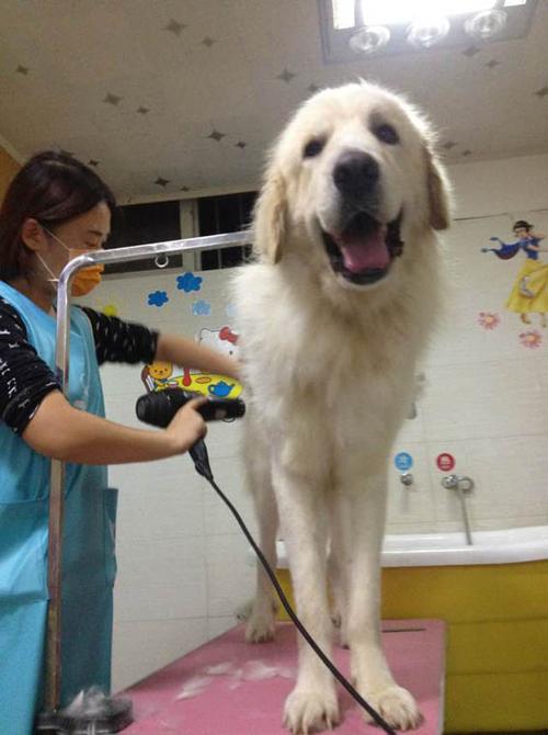 成都宠物店训练狗狗