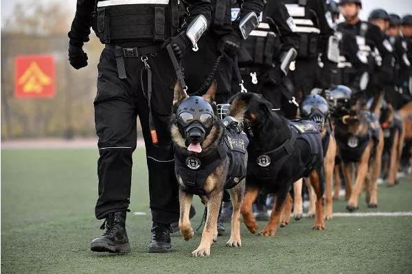 狗是怎样训练成警犬的