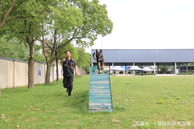 佛山狗训练基地