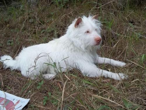 怎么训练下司狗打猎