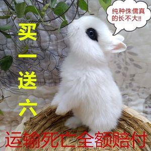 侏儒兔怎么训练