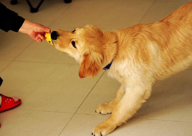 怎么训练狗狗大小便金毛犬
