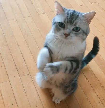 训练小猫拜拜