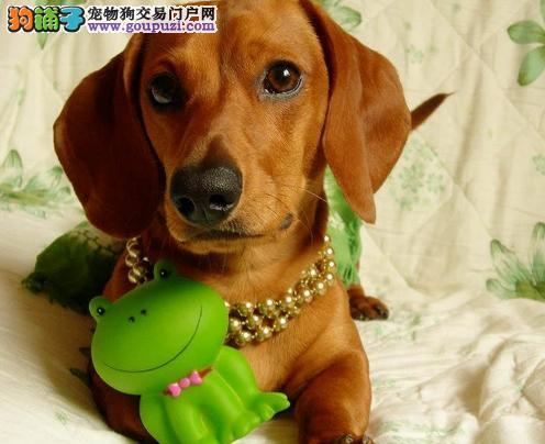 怎么训练腊肠犬
