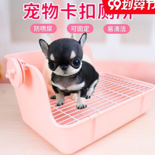 如何训练茶杯犬上厕所