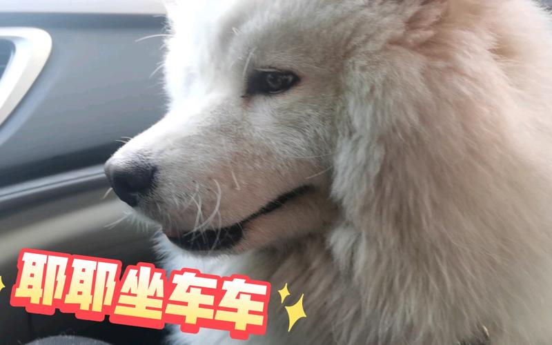 萨摩耶怎么训练坐车