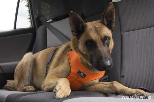 如何训练犬上车