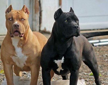 关于比特犬训练方法