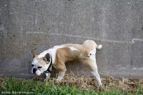 狗排便训练