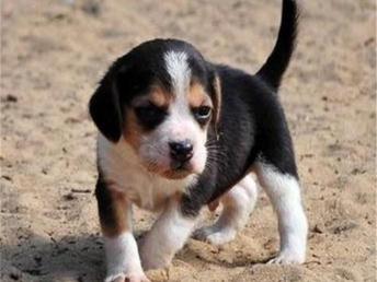 米格鲁猎兔犬怎么训练