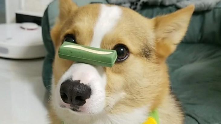 狗狗鼻子顶吃的训练