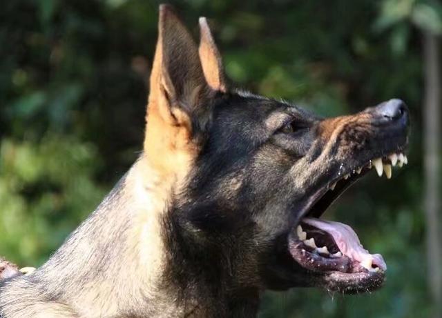 昆明犬如何训练方法