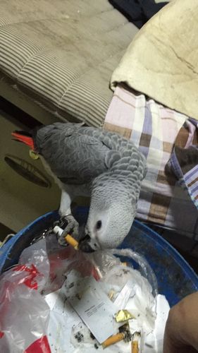 灰机鹦鹉怎么训练拉屎
