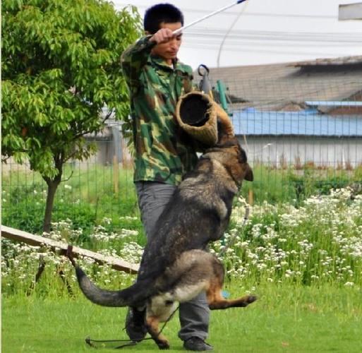 东德牧羊犬训练散步