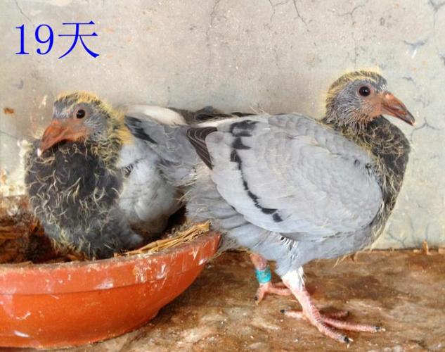 信鸽幼鸽饥饿训练