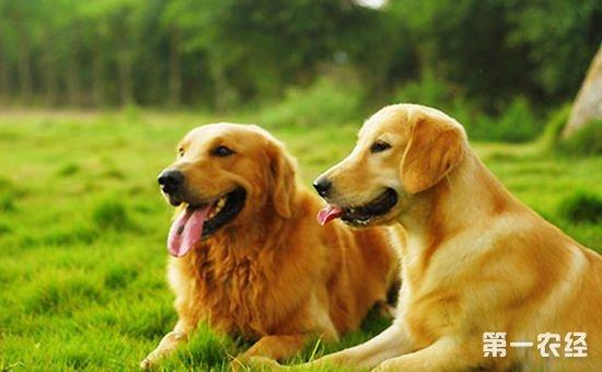 如何自己训练金毛犬