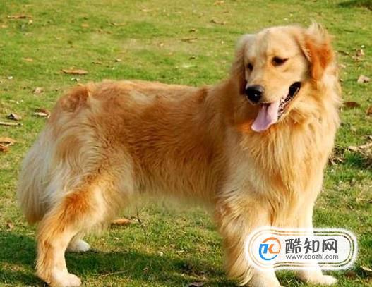 如何训练金毛不跟人