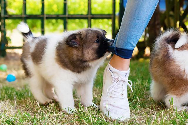 犬在训练中的不利行为