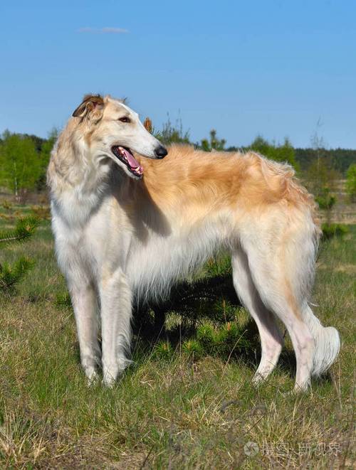 如何训练苏俄猎狼犬