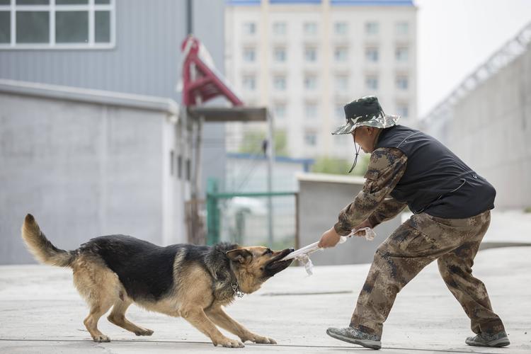 怎么训练狗跳背