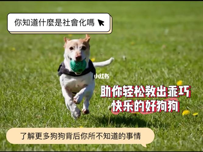 如何训练狗的社会化