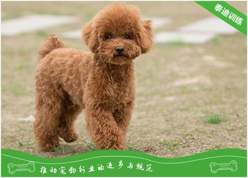 泰迪快速训练站立