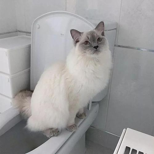 猫咪训练蹲厕所不好