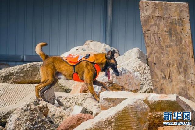 搜救犬服从训练