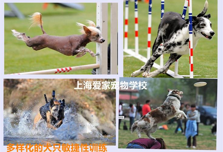 宠物狗训练都有什么技能