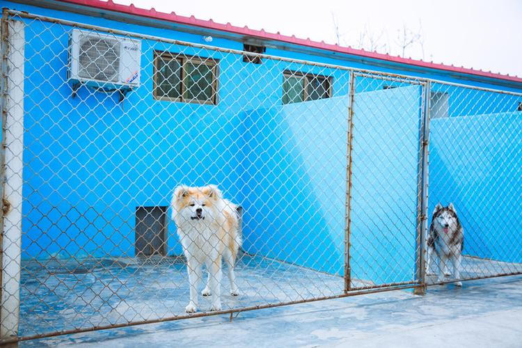 西安狗训练基地