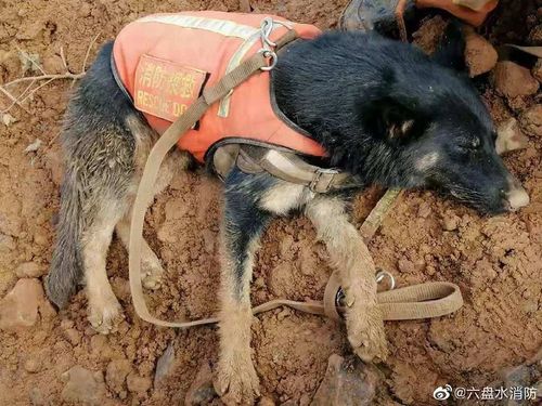 怎么训练狗搜救