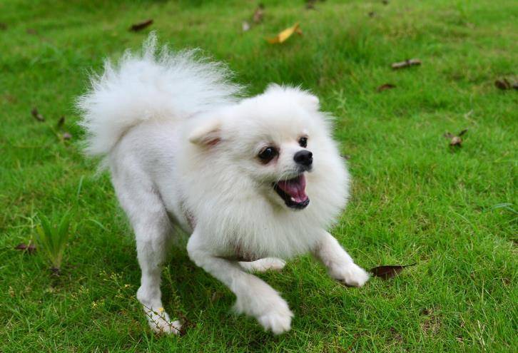 捕美犬如何训练