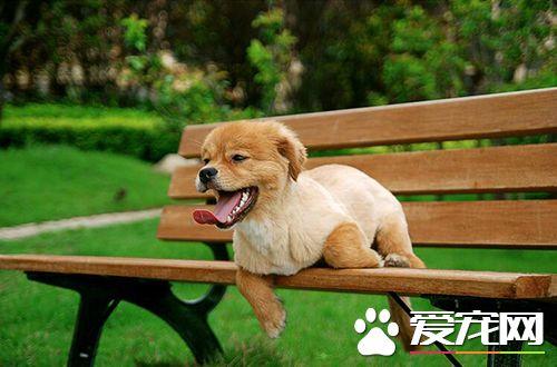 怎样训练狗松口