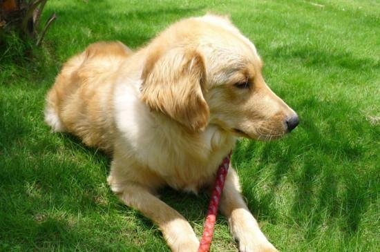 如何训练金毛幼犬站立