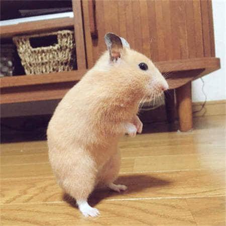 变色布丁鼠怎么训练