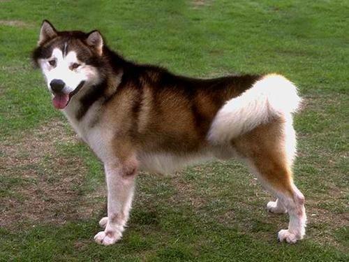 成年阿拉斯加犬怎么训练