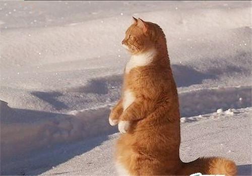 怎么训练猫咪站肩膀