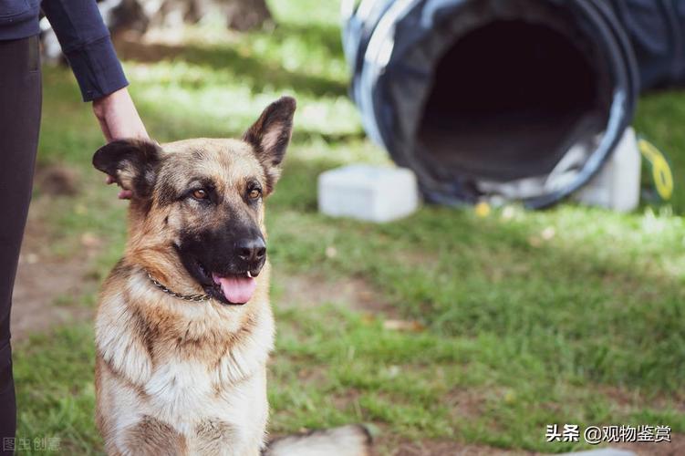 怎么训练狗狗服从