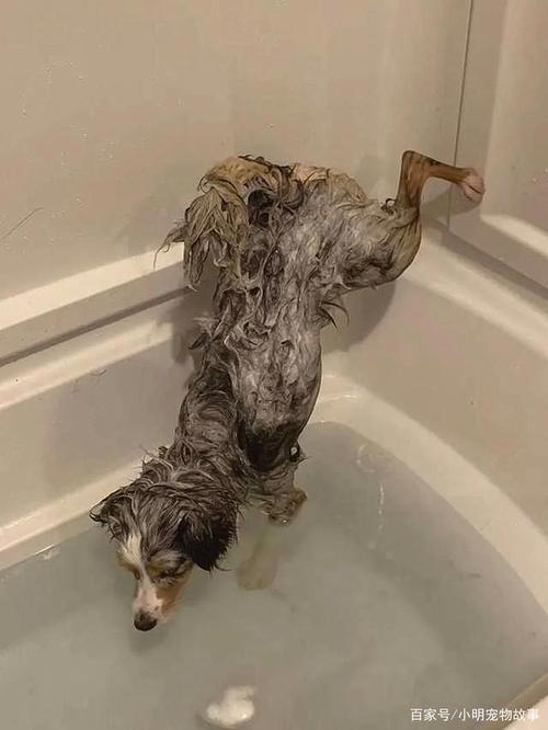 训练狗狗洗澡