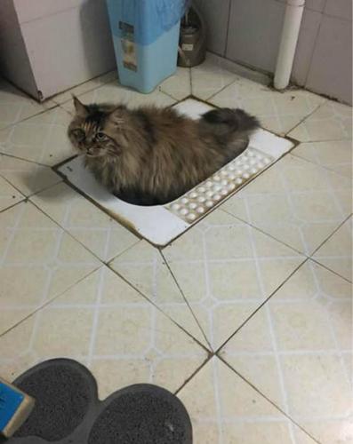 训练猫上厕所的方法大全
