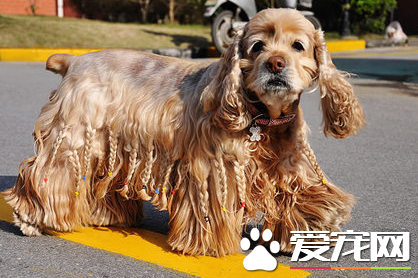 可卡犬怎么训练排便