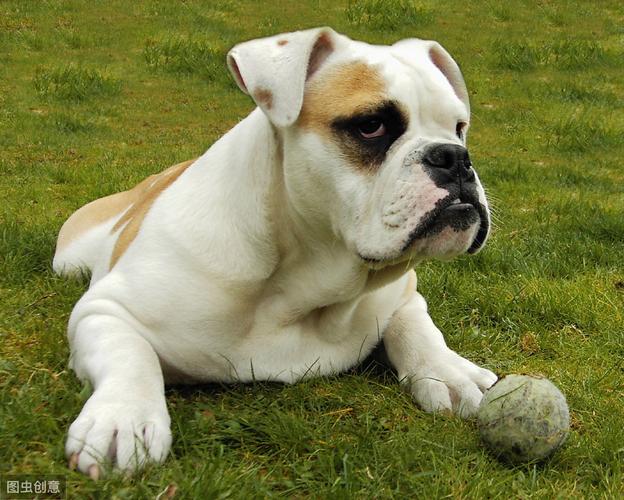 英国斗牛犬怎么办训练