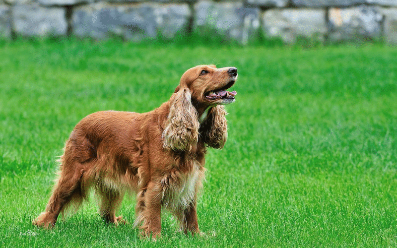 如何训练可卡犬
