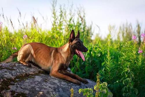 怎么训练马犬护卫主人