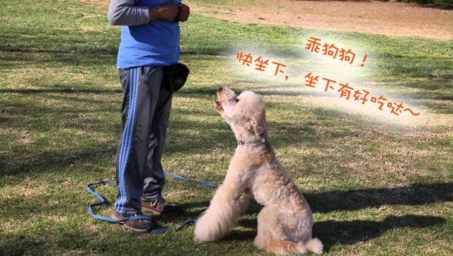 怎么训练狗狗趴下视频大全