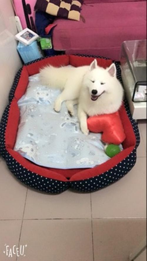 训练萨摩耶睡狗窝