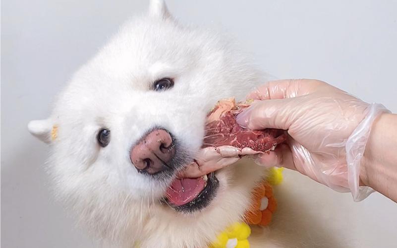 怎么训练萨摩吃饭