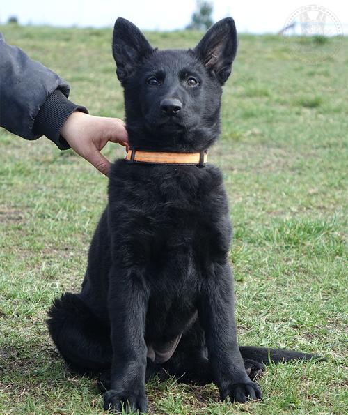 东德幼犬训练大小便