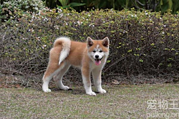 训练秋田不扑人